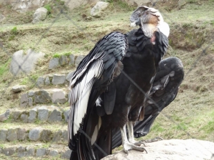 Imagen Parque Cóndor